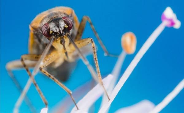 Blue lamp for mosquitoes discount